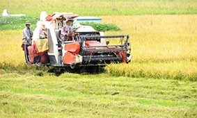 Tiếp tục thực hiện cơ chế, chính sách hỗ trợ 

giảm tổn thất sau thu hoạch