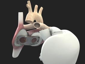 Phát triển tim nhân tạo từ mô tim bò