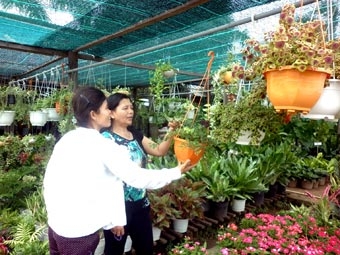 Kinh doanh cây kiểng 
chờ tín hiệu khả quan