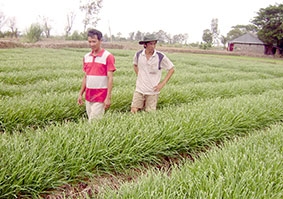 Xây dựng mô hình 

hợp tác xã kiểu mới