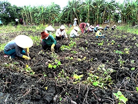 Chuyển đổi cây trồng trên vùng đất lúa kém hiệu quả