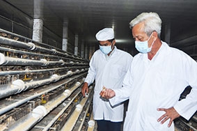 Tập trung phòng chống dịch cúm gia cầm