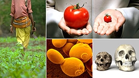 Những giải pháp mới có thể nuôi sống thế giới