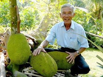 Mít siêu sớm 
rớt giá vì tin đồn