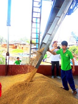 Tập trung hoàn thiện hệ thống 
hạ tầng sản xuất lúa gạo ở ĐBSCL