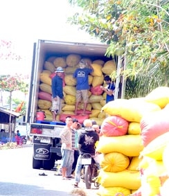 Sóc Trăng: Giá lúa hè thu tăng