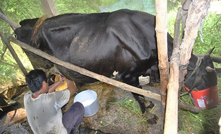 Triển vọng phát triển 

nghề nuôi bò sữa