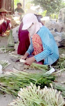 Triển vọng phát triển 
cây sả ở Tân Phú Đông