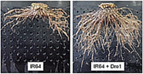 Giống lúa chịu hạn mới của các nhà khoa học Nhật Bản