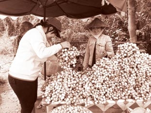 Sản xuất rải vụ - Giải pháp để trái cây Nam bộ
không còn điệp khúc “trúng mùa rớt giá”