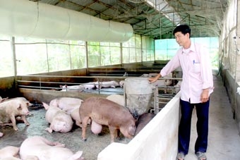 Cần giải pháp căn cơ 
“cứu” ngành chăn nuôi