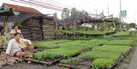 Sống khỏe nhờ ươm cây giống