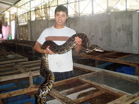 Nghề nuôi trăn đang phát triển mạnh
