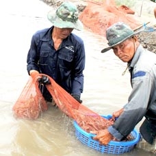 Con tôm sú đối mặt với khó khăn mới