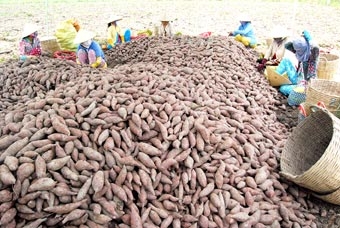 VĨNH LONG: Lập lại trật tự trong xuất khẩu khoai lang