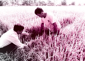 Liên kết nông dân - doanh nghiệp trong “Cánh đồng lớn”