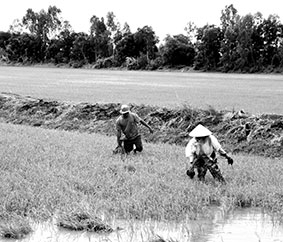 Chủ động bảo vệ lúa thu đông