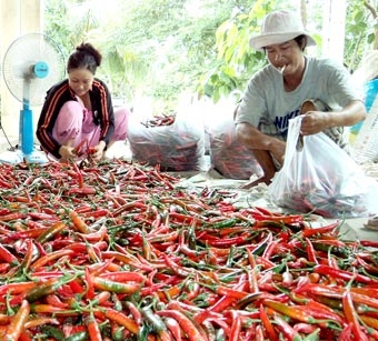 Giải pháp nâng cao thu nhập cho nông dân ngoại thành