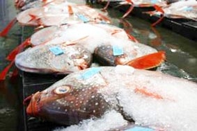 Ánh nắng ảnh hưởng đến hàm lượng thủy ngân trong cá