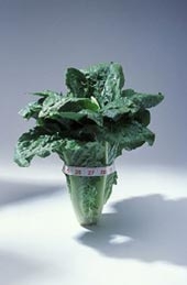 khan hiếm lương thực nhờ "siêu cây"