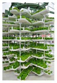 Những mô hình nông nghiệp an toàn và bền vững của tương lai