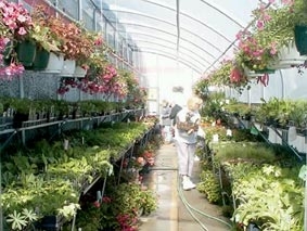 Những mô hình nông nghiệp an toàn và bền vững của tương lai