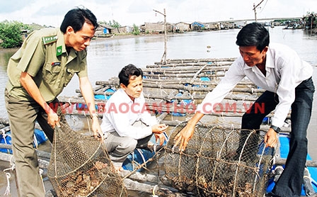 Nuôi hàu cho hiệu quả cao