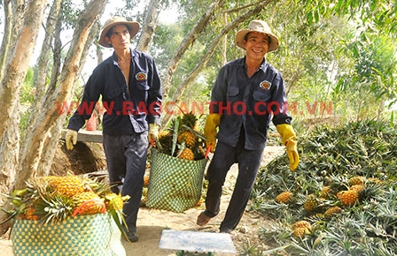 Liên kết “4 nhà” lỏng lẻo: <br>

<b>NÔNG DÂN CHỊU THIỆT</b>