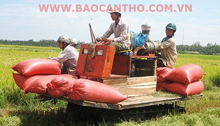 Phát triển sản xuất, nâng cao thu nhập cho người dân