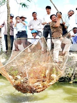 Lời to 
nhờ nuôi cua mật độ cao