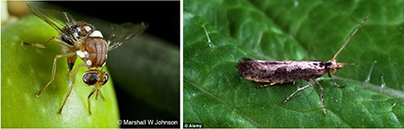 Dùng thiên địch biến đổi gien có thể thay thế hóa chất nông nghiệp