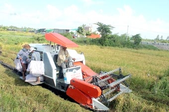 Lúa trúng mùa, 
nông dân vẫn không vui