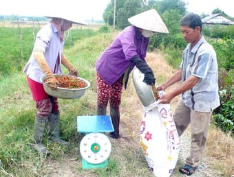Thu nhập cao từ cây ớt
