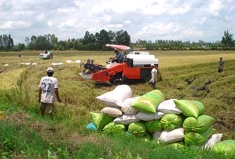 “Sức khỏe” nền nông nghiệp - nhìn từ “vựa lúa quốc gia”