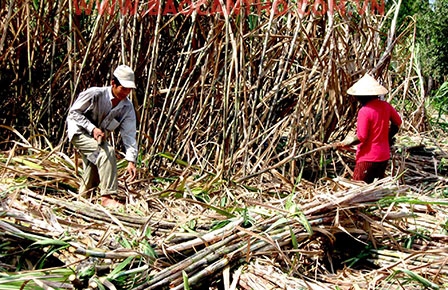 Lo toan trước niên vụ mía mới