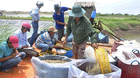 Nuôi tôm thắng lớn 
nhưng vẫn lo