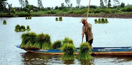 Nhộn nhịp 
trên vùng đất lúa - tôm