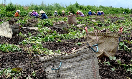 Xu thế phát triển tất yếu của nông nghiệp hiện đại