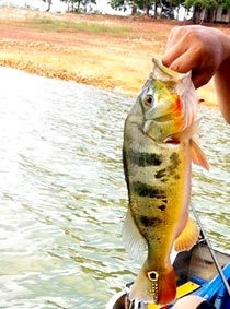 Rau rừng, cá hồ