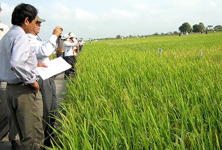 Đẩy mạnh thương mại hóa giống lúa
