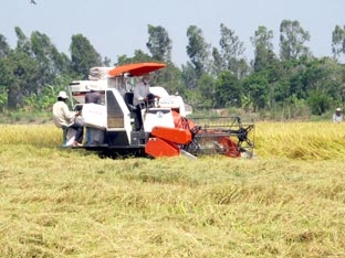 Hoàn thiện dần 
mô hình bao tiêu lúa