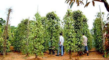 Phú Quốc phát triển 
du lịch sinh thái vườn tiêu