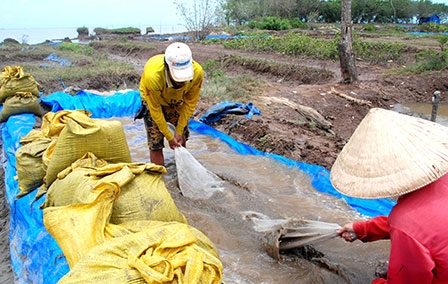 “Gió mới” ở làng nghêu Đất Mũi