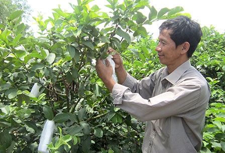 Làm giàu từ cây ổi lê