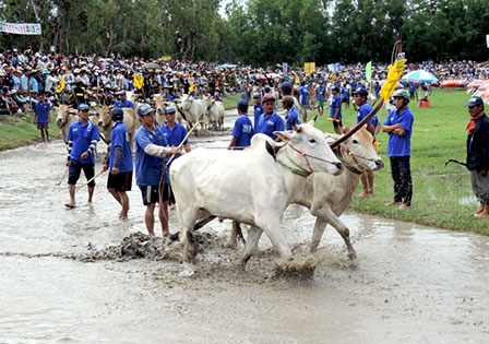 An Giang: 

Lễ hội đua bò Bảy Núi