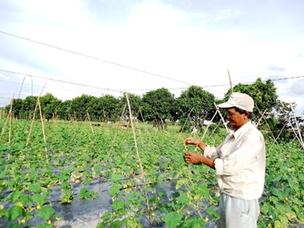 Lợi nhuận khá 
từ trồng rau màu vụ thu đông
