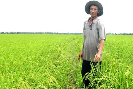 Tìm hướng tiêu thụ 
cho lúa gạo Sóc Trăng