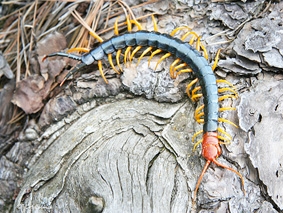 Triển vọng thuốc giảm đau từ nọc rết