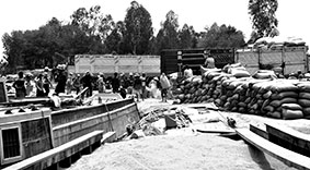 Hướng đến nền nông nghiệp sạch, xanh