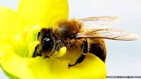 Ô nhiễm làm giảm khả năng tìm nguồn mật của ong